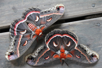 Cecropia-male-and-femaleCecropia-male-and-female