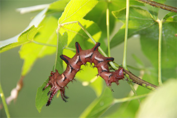 Hickory-Horned-Devil-(2)