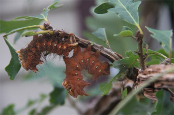 Imperial-Moth