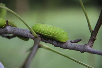 Luna-Larva