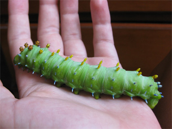 cercropia-caterpillar-1