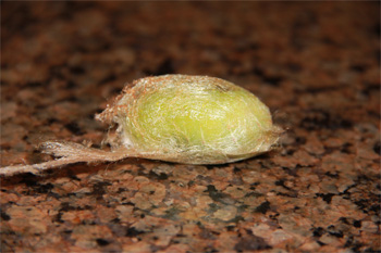 early-poly-cocoon