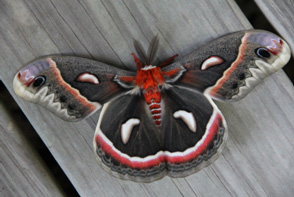 Cecropia Moths are the largest moths in North America.  Their caterpillars only feed on native plants which you have to provide if you’re going to see this beauty in your yard.