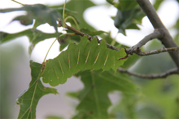 poly-larva