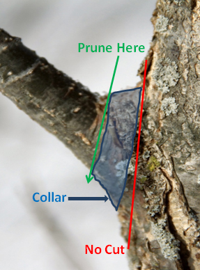Figure 1.  The object of pruning is to remove a branch but not cut so much off that it leaves a big wound.  If you cut along the red line (cut the branch off smoothly with the trunk) a large wound is left for the tree to heal.  Pruning along the green line leaves a “bump” but this smaller wound will heal more quickly and be less prone to disease.   As the tree continues to grow this bump will be incorporated into the trunk